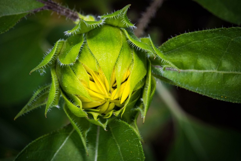 Sunflower Budding